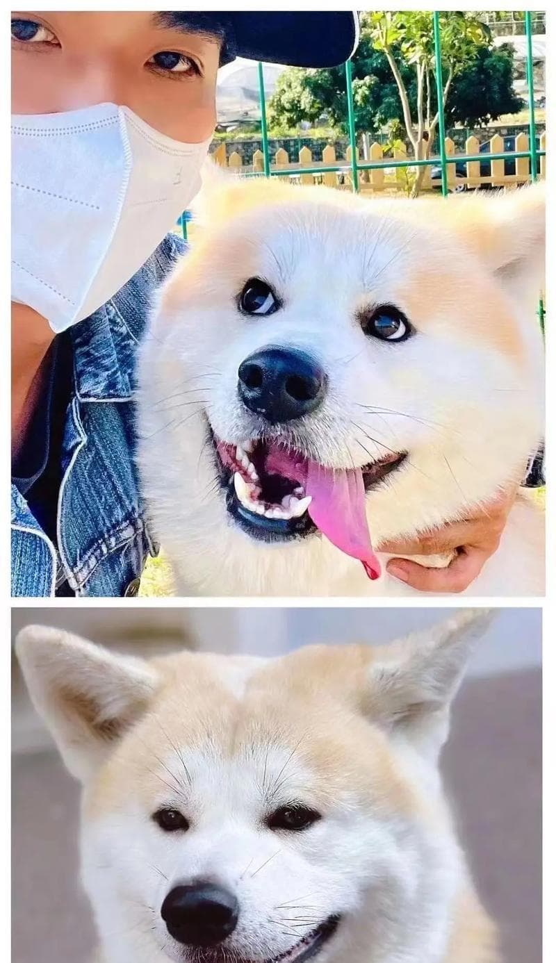 如何挑选健康纯种的秋田犬（从外观特征到健康检查，一步步帮您选择理想的宠物犬）