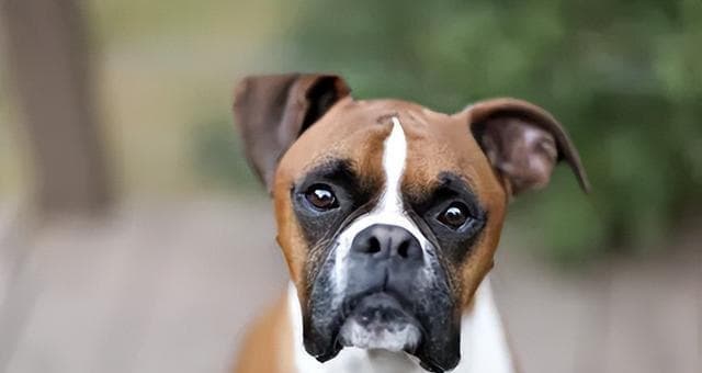 新手养大型犬的最佳选择（如何选择适合自己的大型犬，打造和谐的宠物生活）