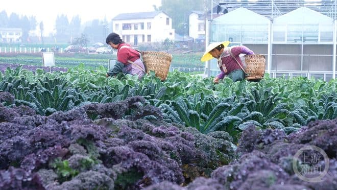好看又可吃！铜梁300余种甘蓝大量上市