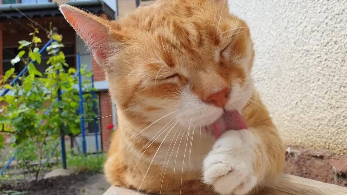 猫咪吐毛球？别慌，这有解决方法！