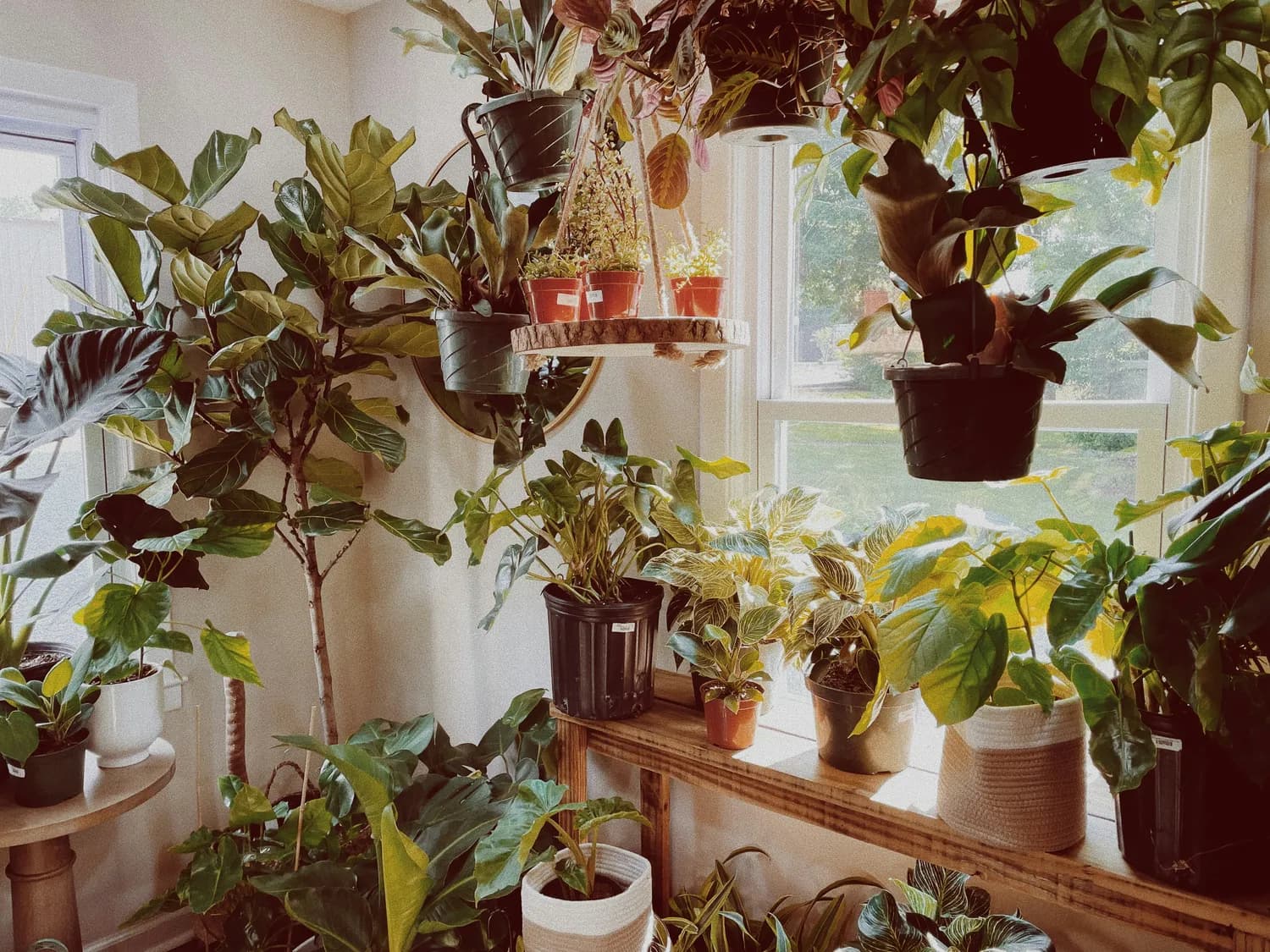 十二生肖养生植物大揭秘！你家缺哪棵？