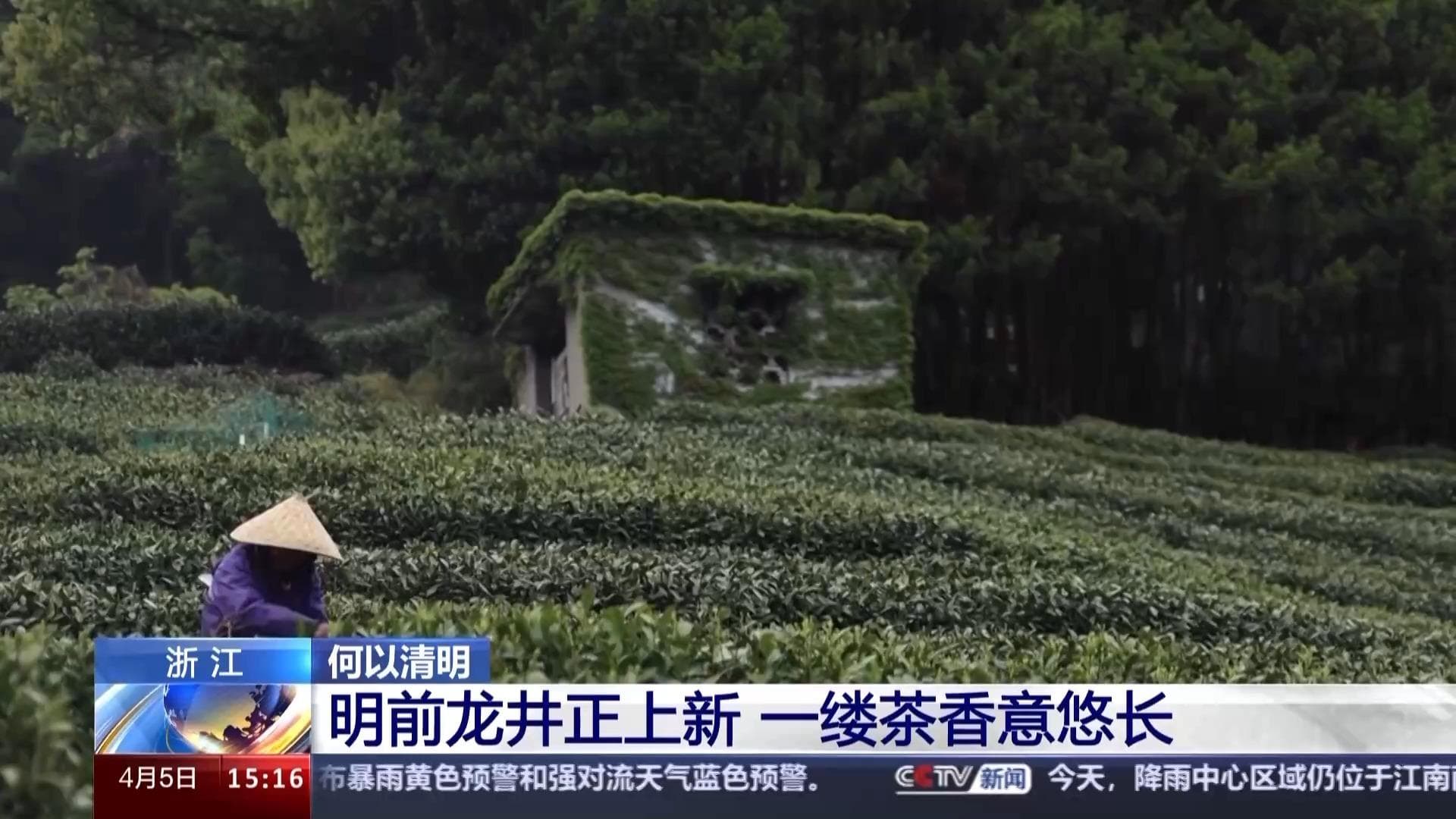 龙井茶园什么样？龙井茶怎么泡好喝？一文了解→
