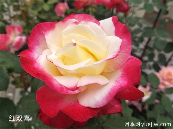 茶香月季：一种独特的月季种类，茶香四溢，应用广泛
