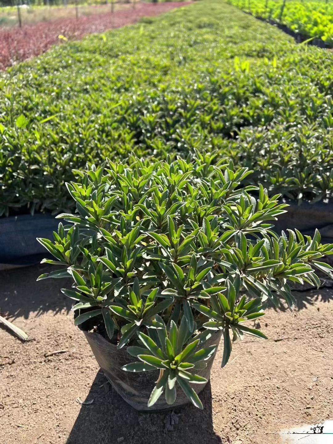 玉树开花：从花期到养护的全面指南