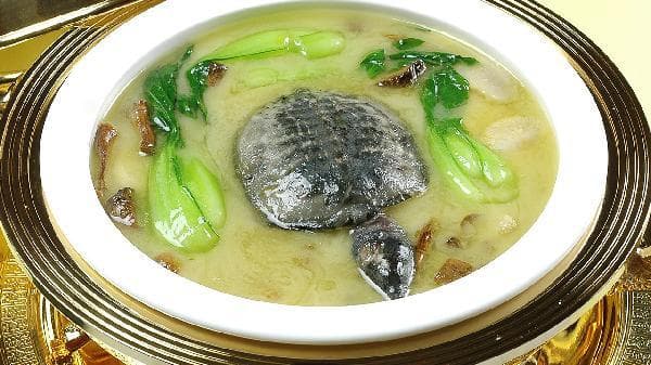 鳖和甲鱼一样吗