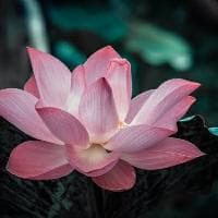 上面大下面力是什么字