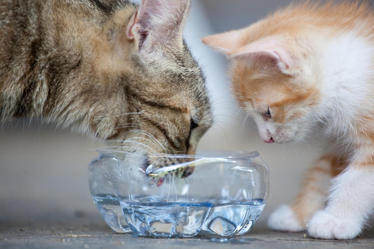 猫瘟与胃肠炎症状区别详解：新手铲屎官必读指南