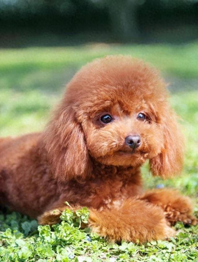 泰迪犬为何如此活泼？背后的魅力与养护技巧全解析