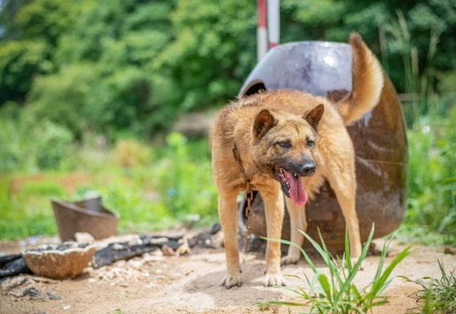 土狗：中国本土犬的血统与价值