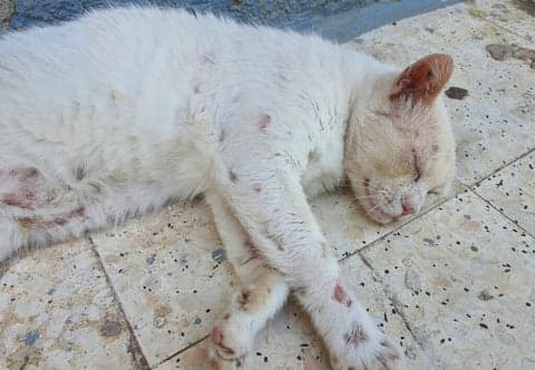 揭开猫癣的秘密：从误解到真相