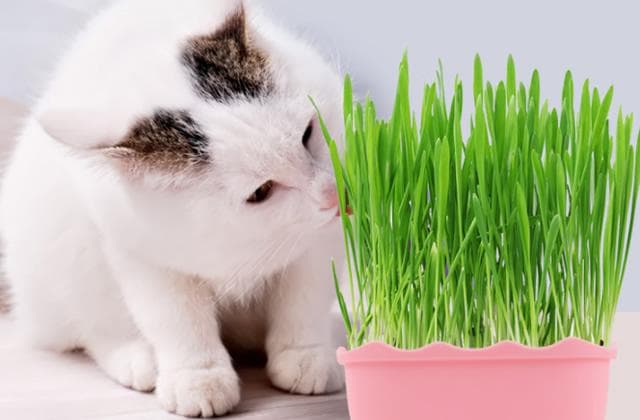 猫薄荷为什么让猫兴奋？对猫有危害吗？