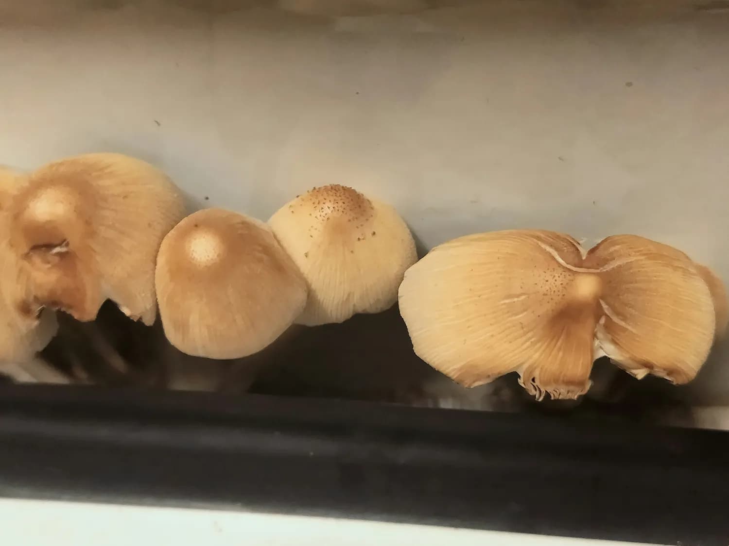 邦尼PK金冠：谁才是西红柿界的王者？