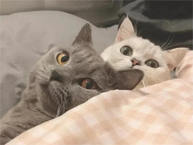 新猫到家，怎么和原住民友好相处？