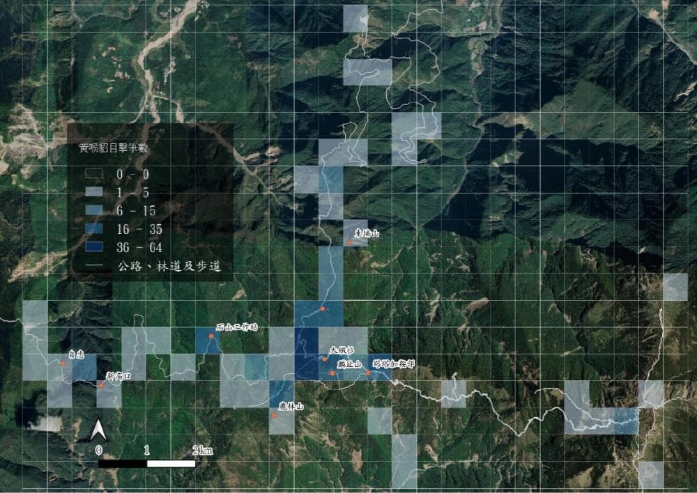黄喉貂频现人类活动区域，是生态危机还是共存新阶段？