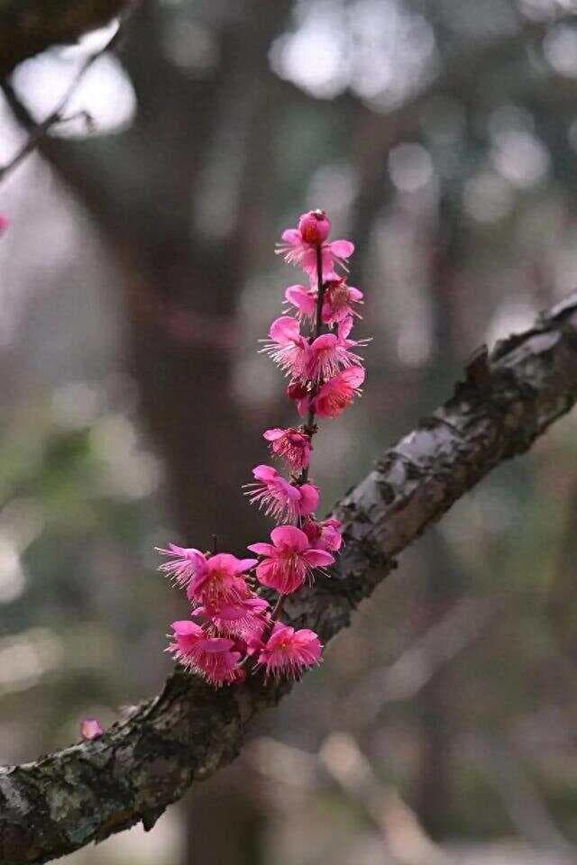 中国十大最美的花