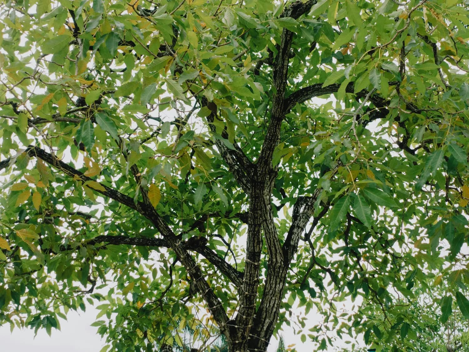 核桃楸皮：中药界的“养生神器”？