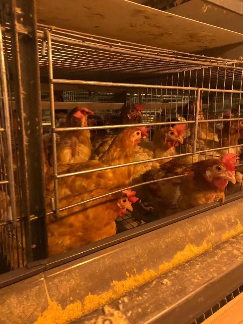 淘汰蛋鸡如何快速改良变成土鸡的实用方法分享