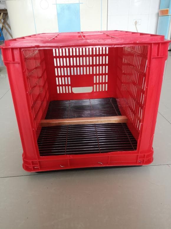 白颈鸦的饲养与训练指南