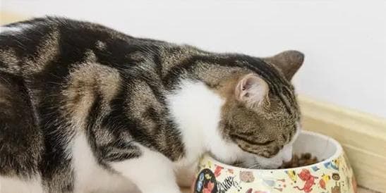 怀孕猫咪的营养指南：从食材到注意事项的全方位护理