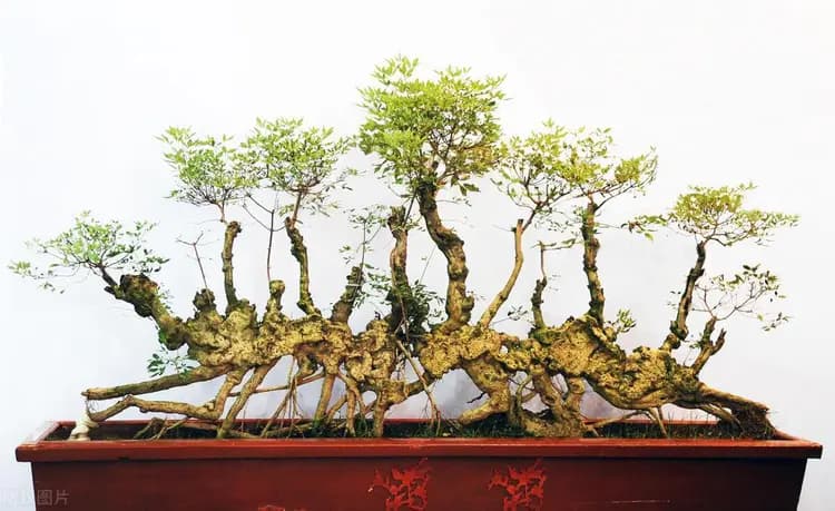黄荆盆景养护全攻略：细节决定成败的秘籍