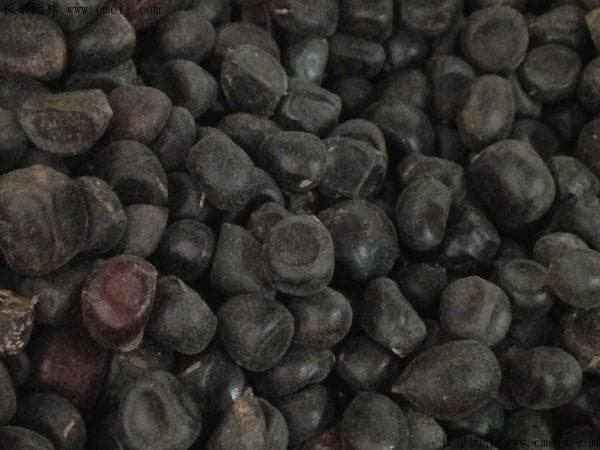 芍药种子的最佳播种时间是什么时候？几月份播种？