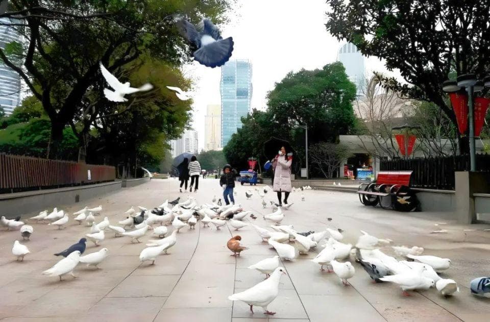 除了人民广场，还有哪里能喂鸽子？这个小众喂鸽圣地有700多只！