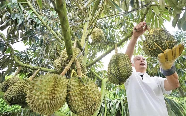 海南榴莲产业崛起：从引种失败到商业化挂果，科技赋能下的产业新篇