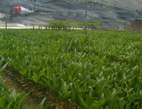 槟榔病虫害的防治：蚜虫的危害与防治方法