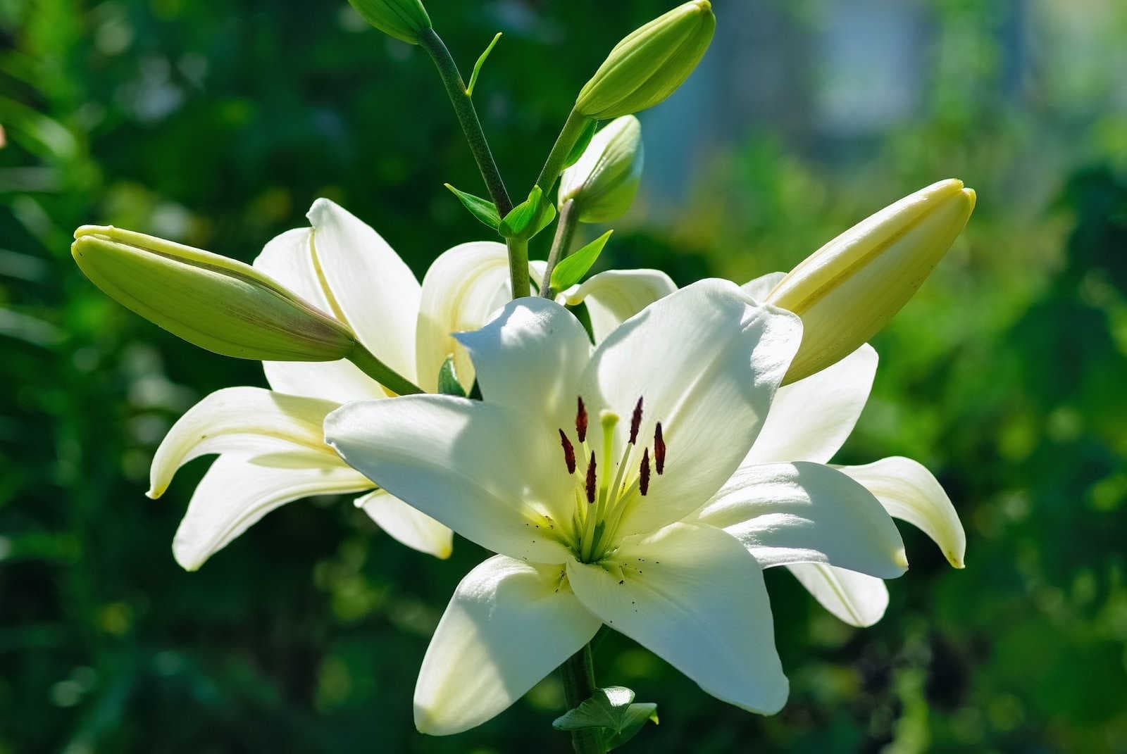 百合花叶病防治：症状识别与综合防治方案