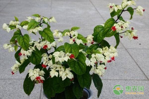 龙吐珠花的养护方法