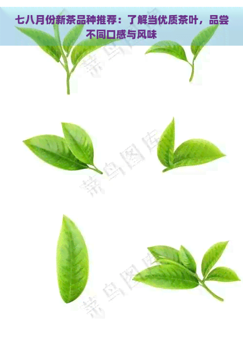 七八月份新茶品种推荐：了解当优质茶叶，品尝不同口感与风味