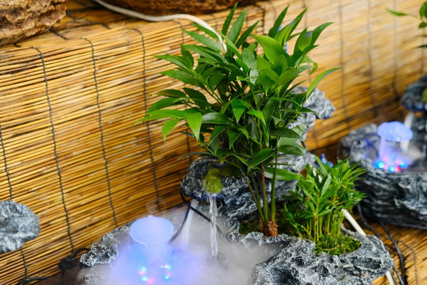 驱蚊竹柏的养殖方法和注意事项