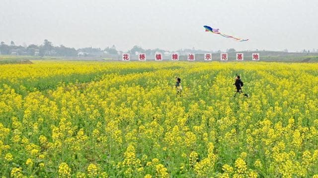 万亩油菜花海绽放，这个小镇火出圈啦！