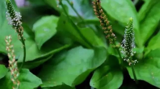 认识身边的乡土药用植物——“车前”