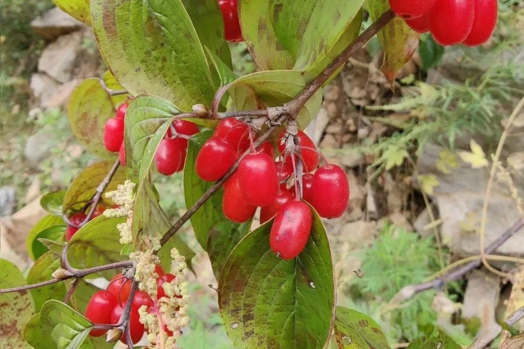 山茱萸 ：花果皆好看，果子酸甜苦的枣皮！