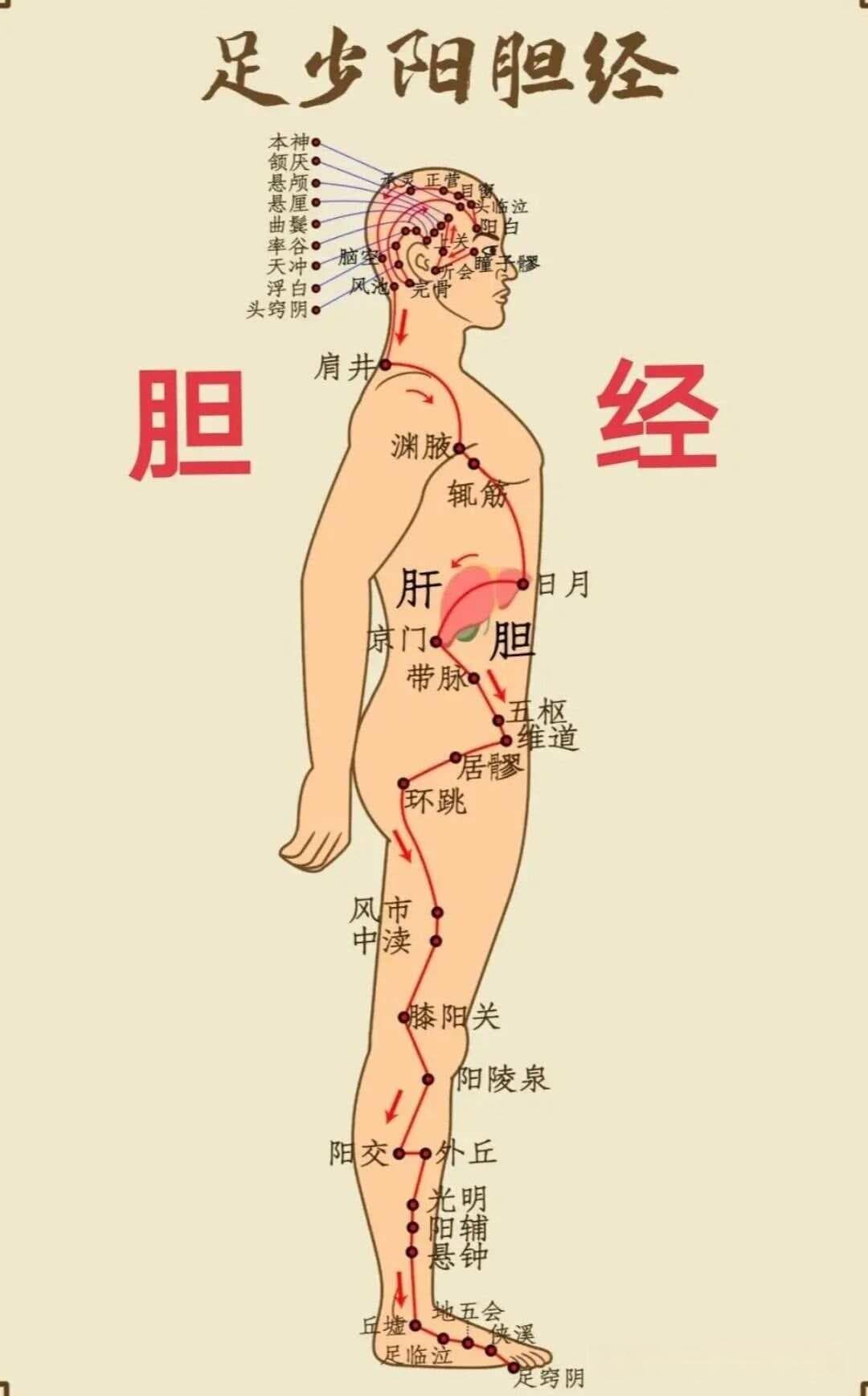 十二经络顺口溜，读懂了就知道怎么养生了（收藏级）