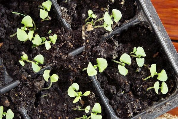 芹菜育苗与施肥技术详解