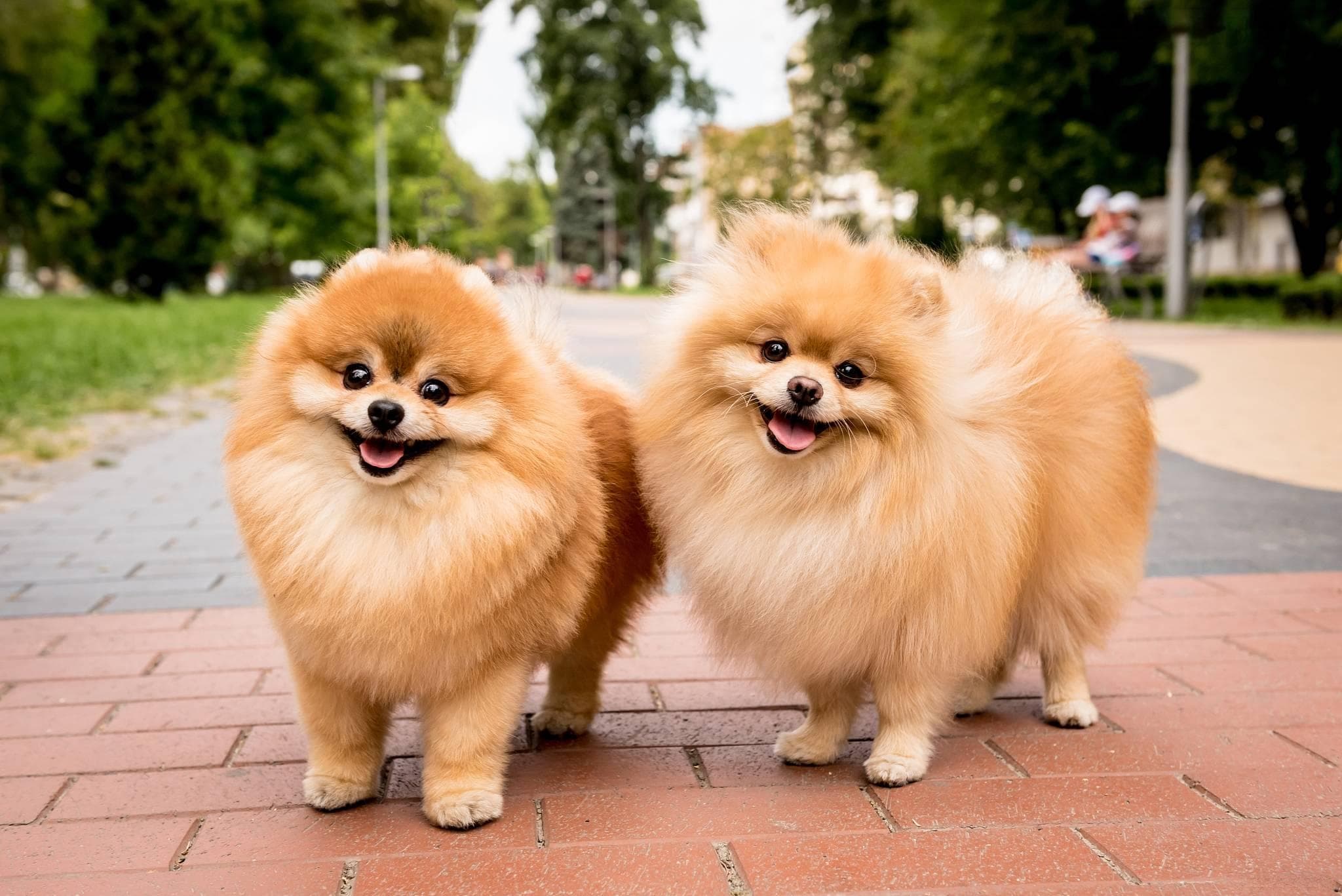 博美犬好养吗？博美犬的优缺点及性格分析！