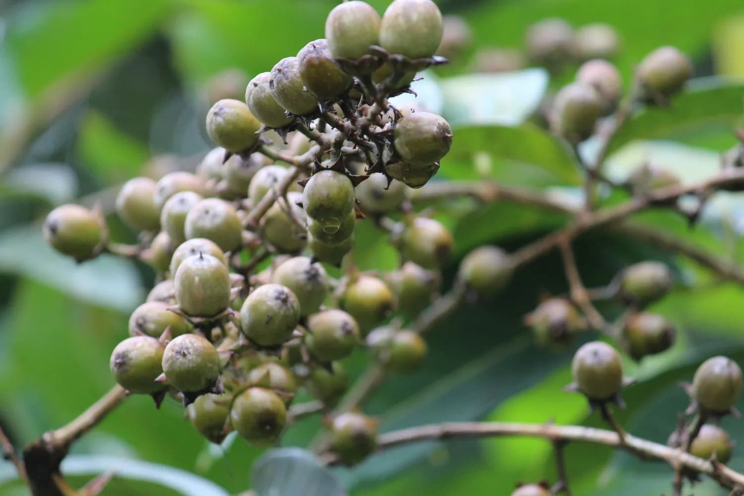 罗汉果黄素：天然甜味剂的健康之选，兼具多重生物活性