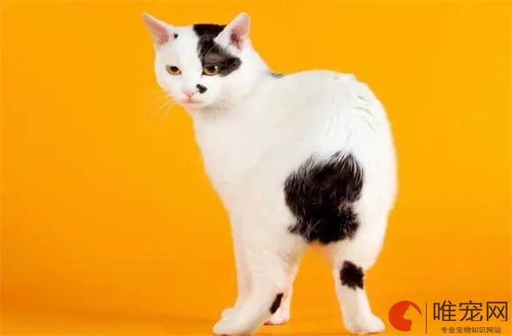 猫咪为什么喜欢舔主人的手？背后的心理动机解析
