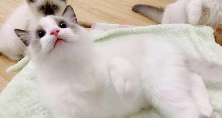 探秘猫咪的血型（了解猫咪血型对其健康的重要性）