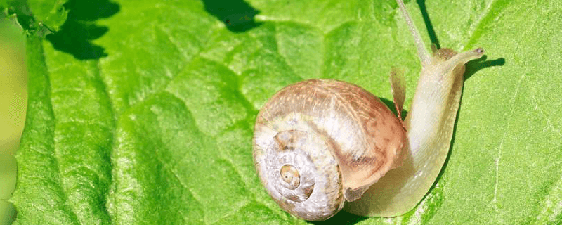蜗牛有多少颗牙齿？揭秘这种常见生物的牙齿奥秘