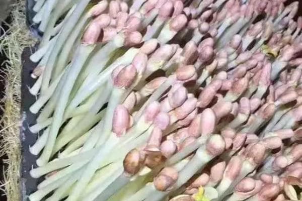 花生芽生产技术详解：从选种到采收的关键步骤与影响因素