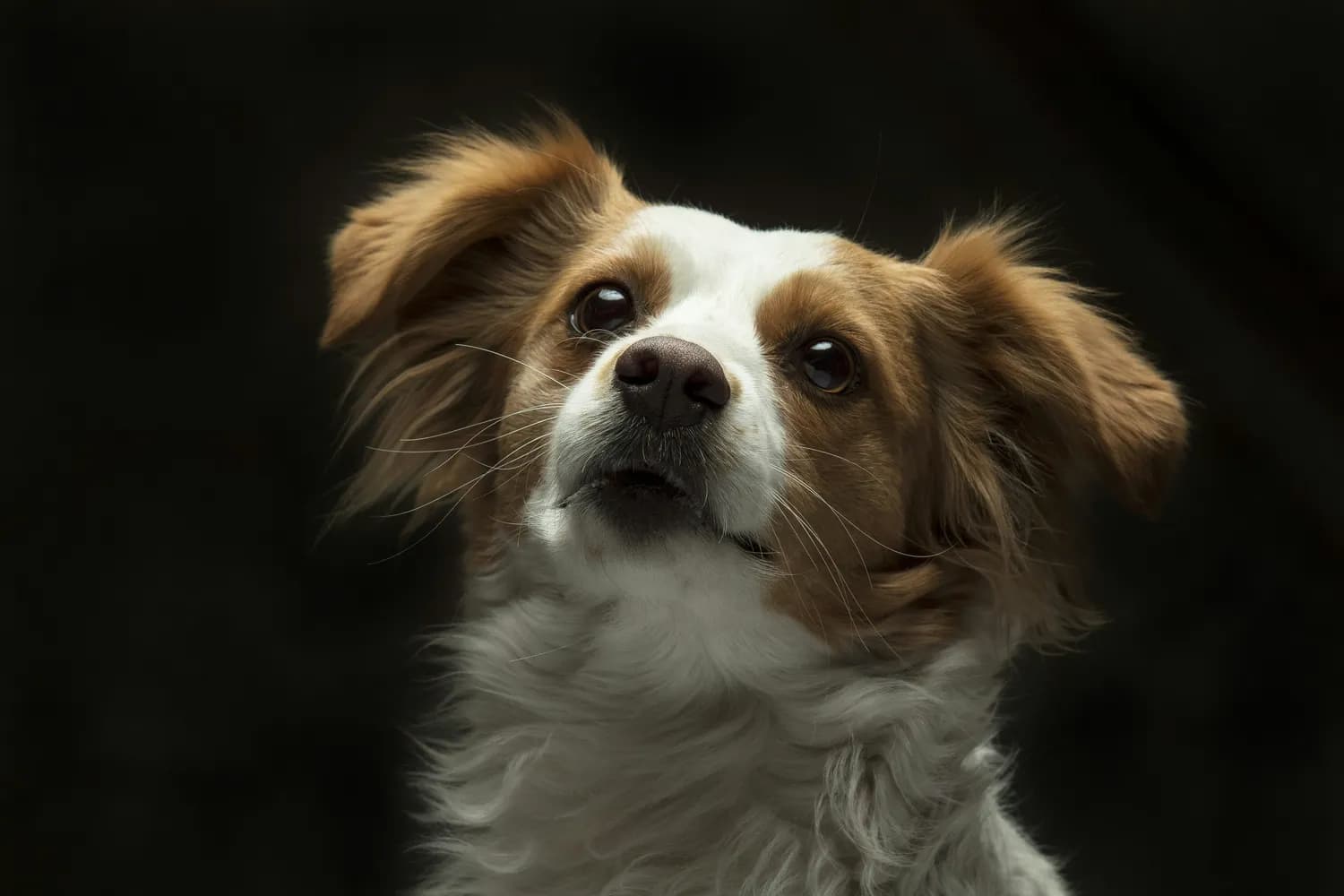 Crystal Alba教你拍萌宠五花犬