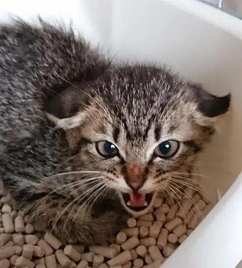 遇到攻击性很强的猫怎么办？别扔，还能再抢救一下