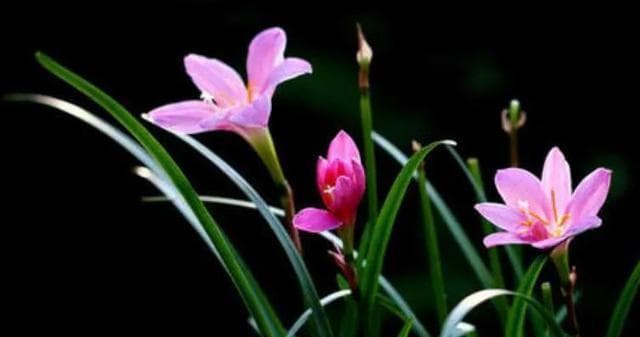 绽放乐观的花（用花语传递积极正能量）