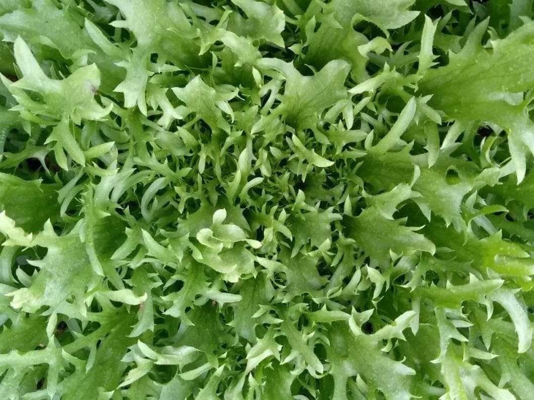 菊苣的多种用途：从饲料到药用的全面解析