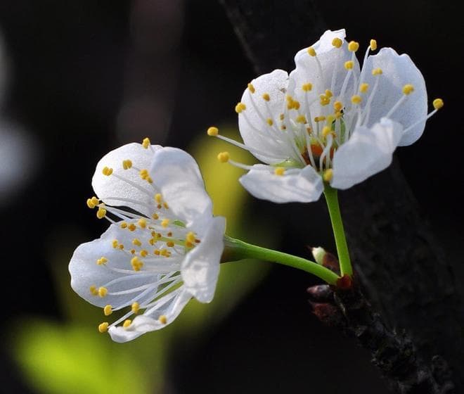 梨花和李花的区别：从外观到生长环境的全面解析