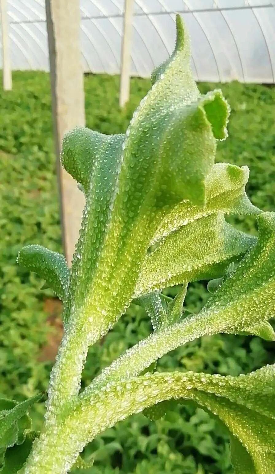 蔬菜中比较特别的蔬菜—冰菜