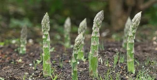 芦笋种植攻略：最佳种植时间与育苗方式详解